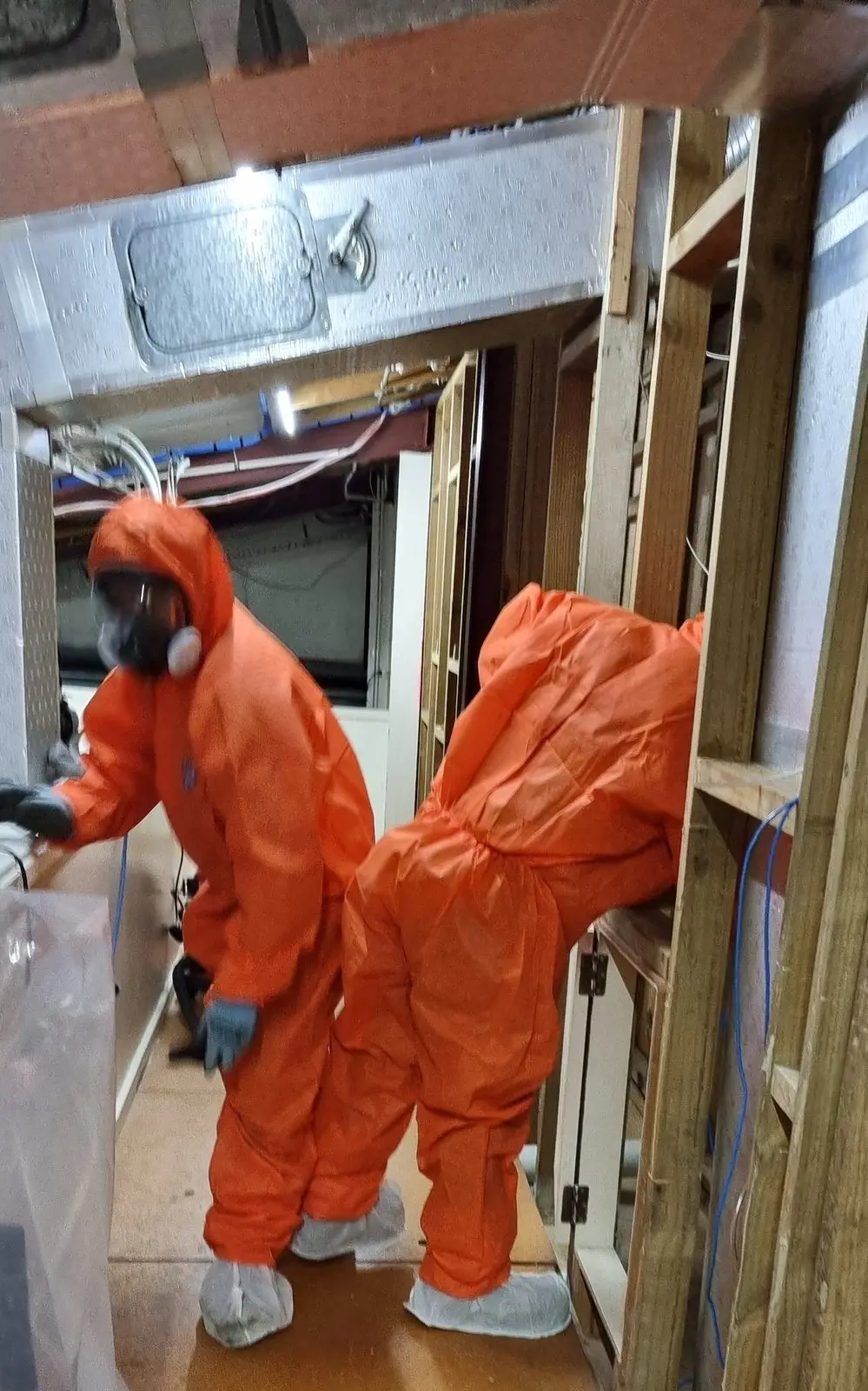 SES asbestos crew in orange coveralls working in the ceiling void